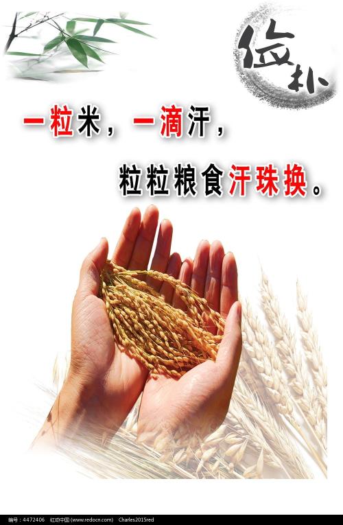 鹿特丹伊斯兰大学Accounting Diploma